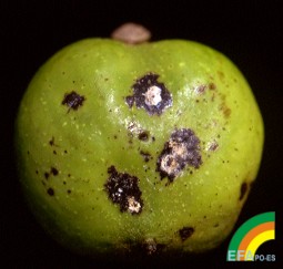 Gnomonia Leptostyla - Síntomas en fruto.jpg